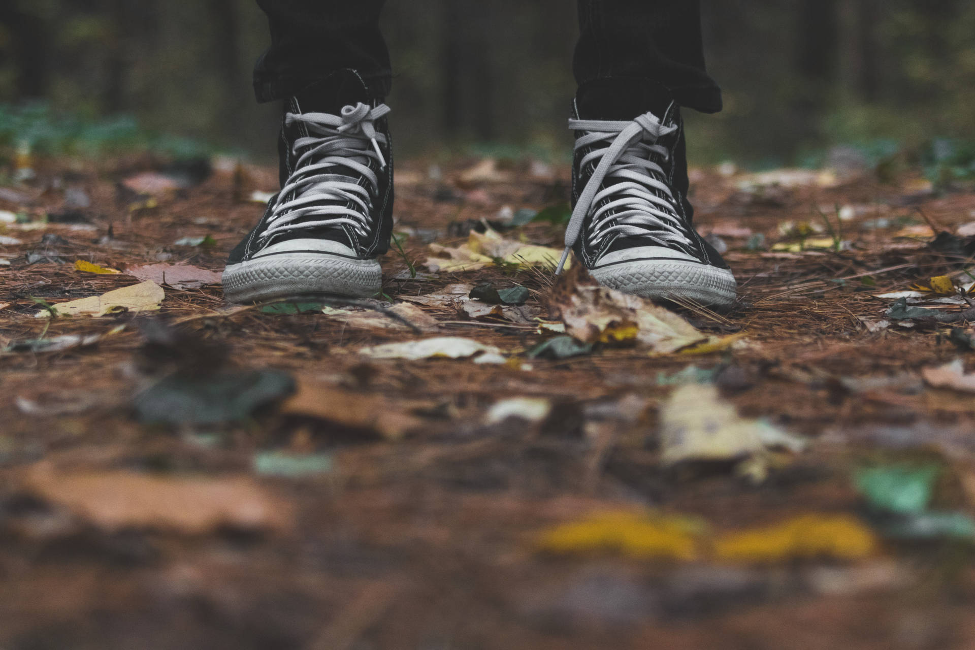 Converse In The Forest Wallpaper