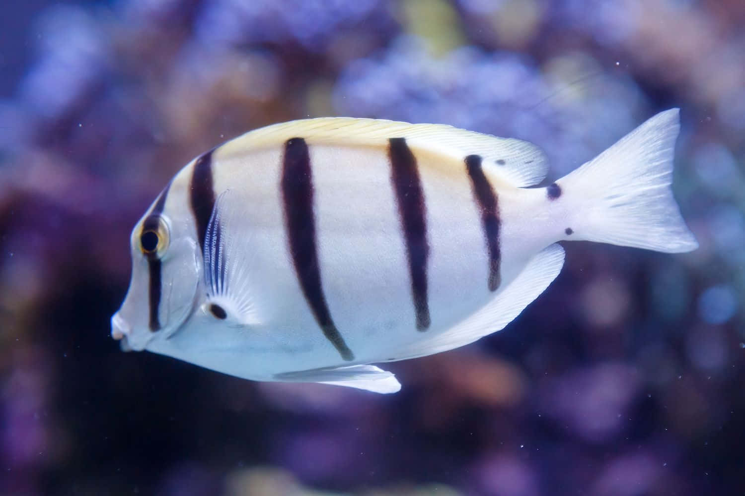 Kriminell Kirurgfisk I Akvarium Bakgrunnsbildet