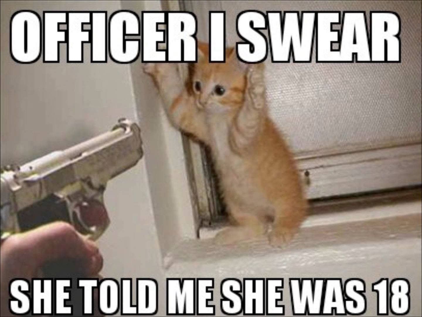 Convicted cat meme wallpaper