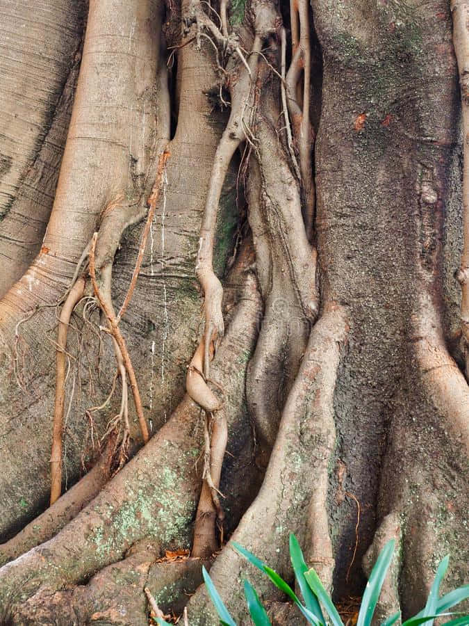 Convoluted Tree Roots Wallpaper