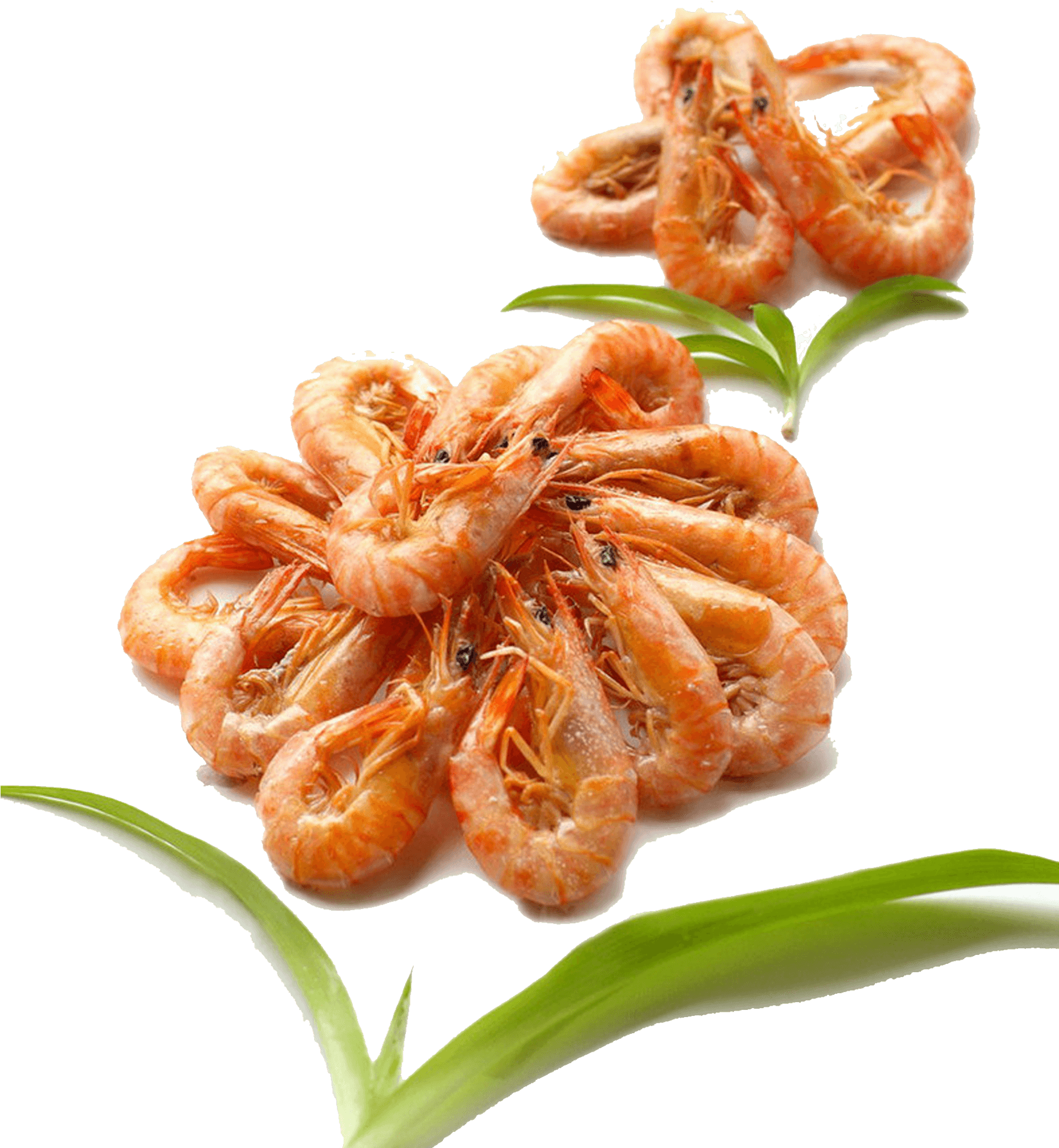 Cooked Shrimp Presentation.png PNG