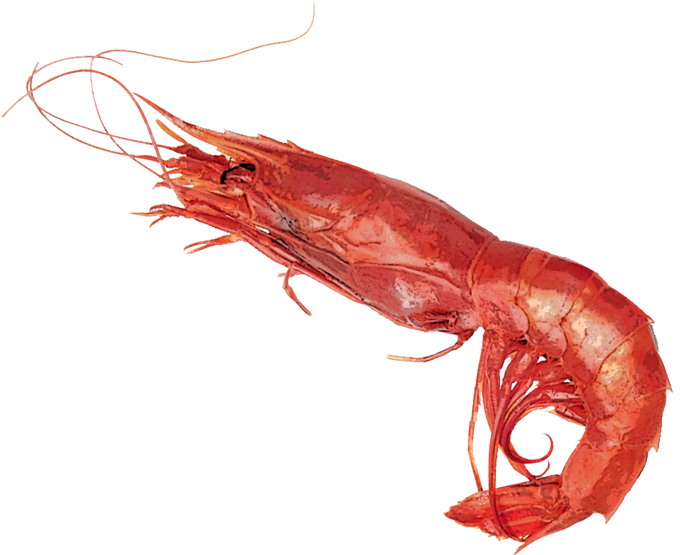 Cooked Shrimp Side View PNG