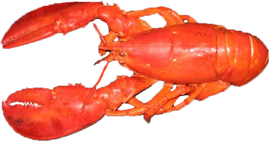 Cooked Whole Lobster PNG