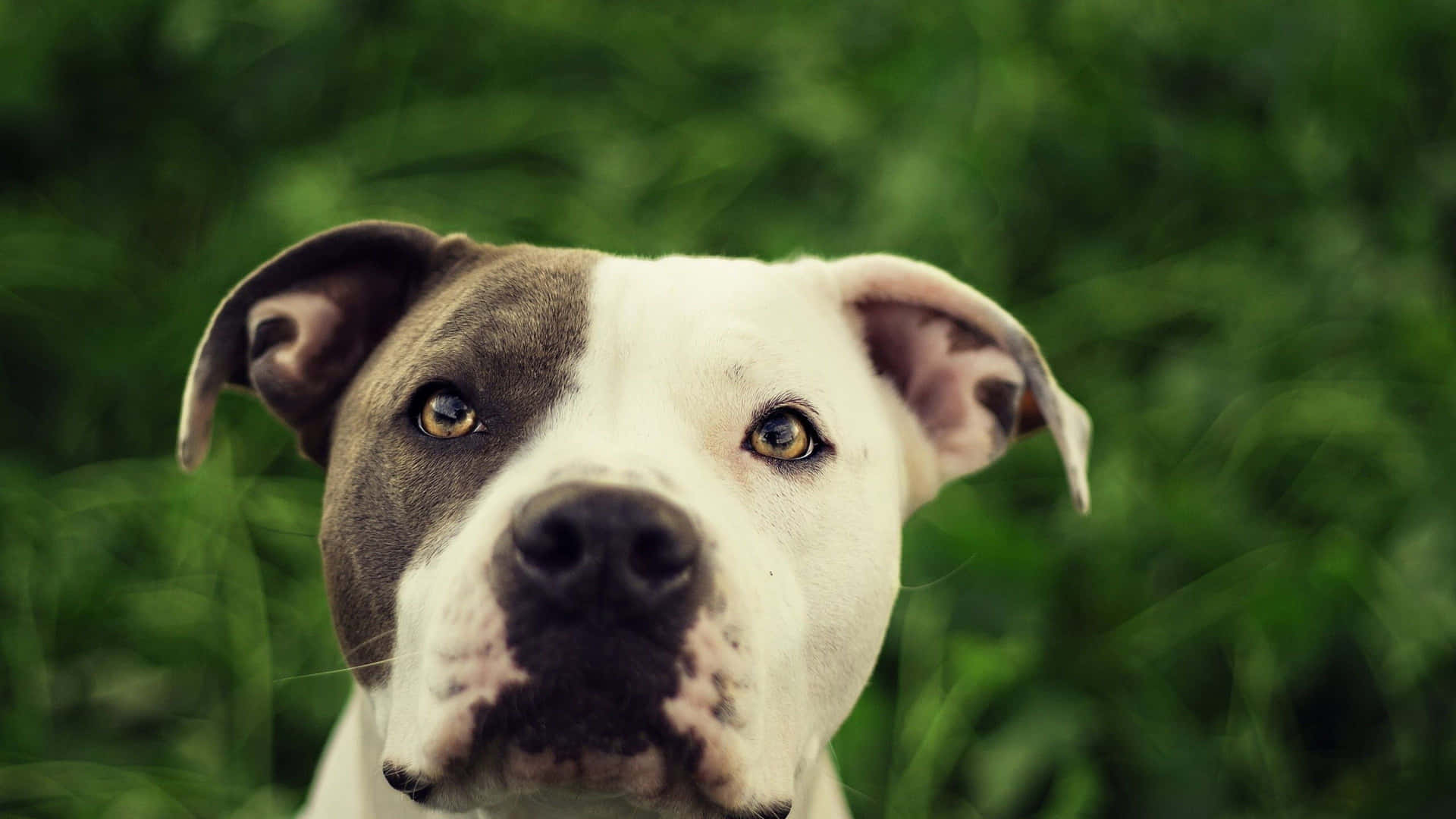 Cookies And Cream Dog Pitbull Color Wallpaper