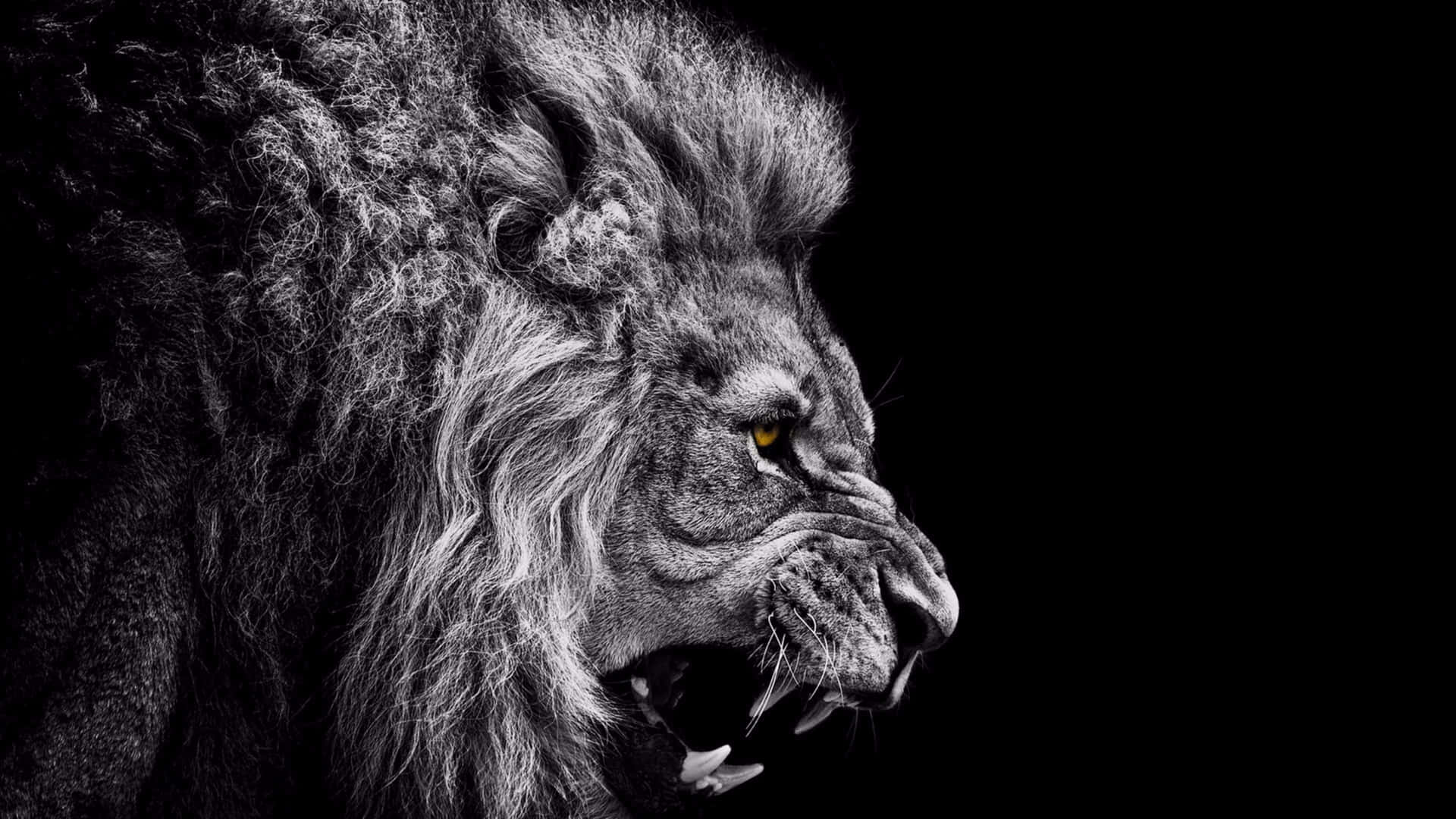 A Lion Is Shown On A Black Background Wallpaper