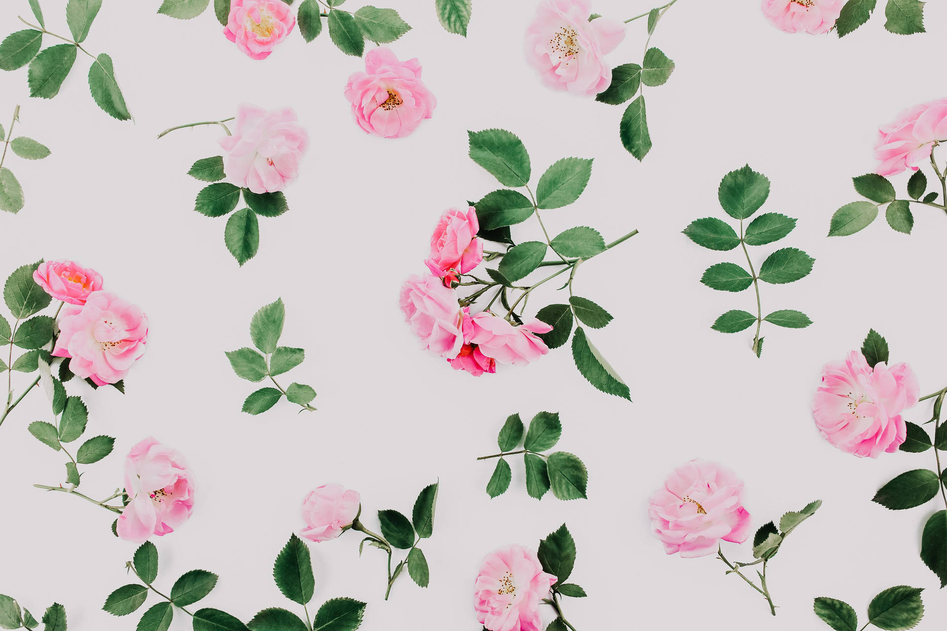 Cool Aesthetic Pink Roses Wallpaper