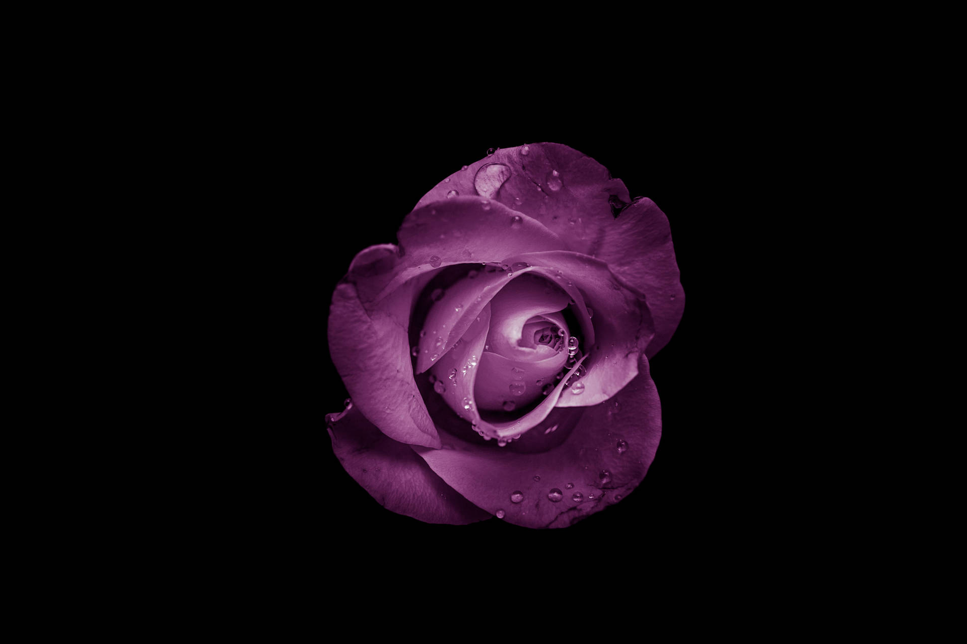 Cool Aesthetic Purple Rose Bud