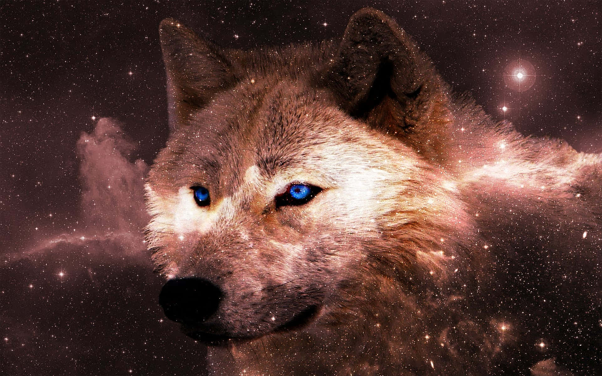 Einwolf Mit Blauen Augen Im Weltraum. Wallpaper