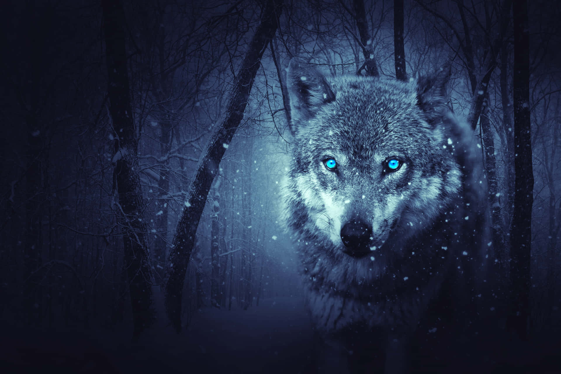 A Majestic Cool Anime Wolf Wallpaper