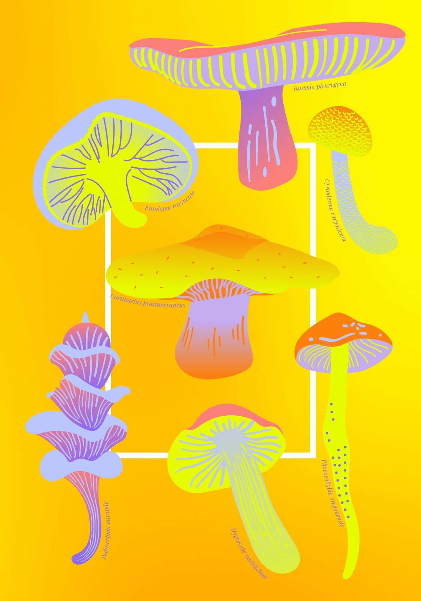 Coolevielfalt Von Pilzen Als Hintergrundbild