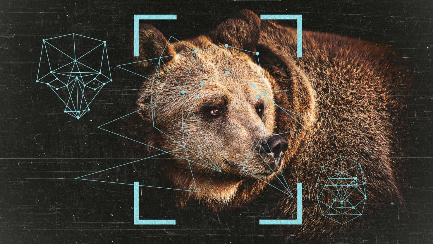 Cool Bear Face Analysis Wallpaper