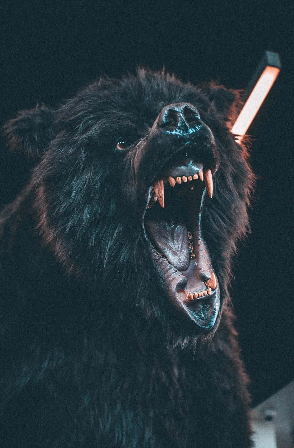 Coolabjörnen Som Morrar. Wallpaper