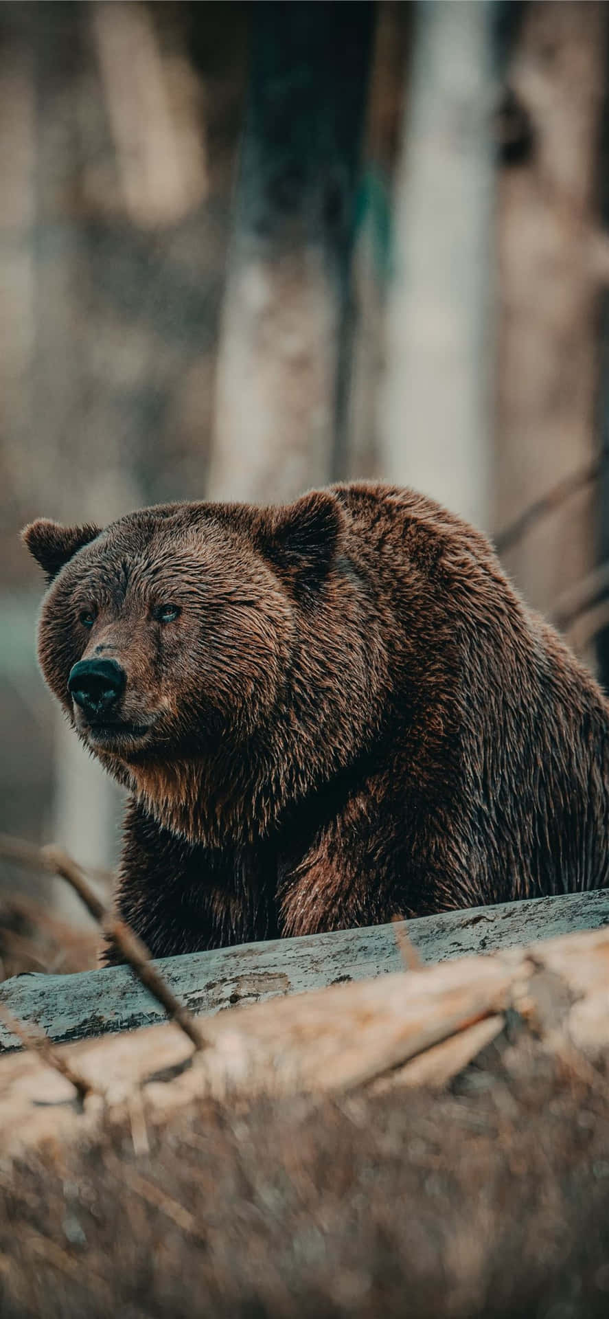 Cool Bear Nature Photography Wallpaper
