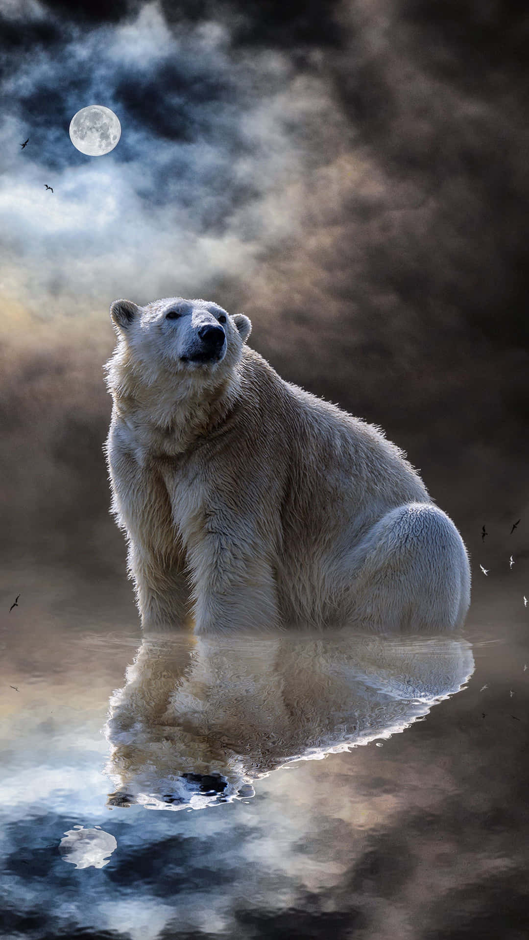 Coolbjörnporträttfotografi Wallpaper