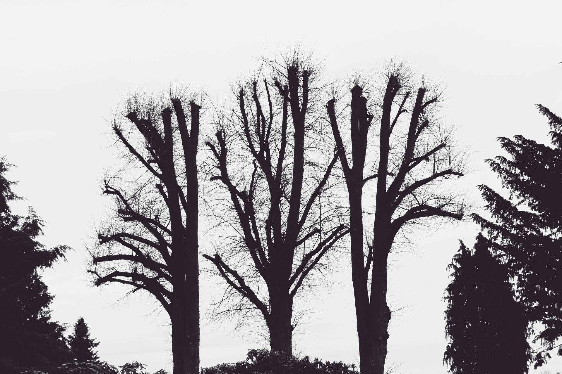 Symbolizing loneliness with a view of dead trees against a black background. Wallpaper