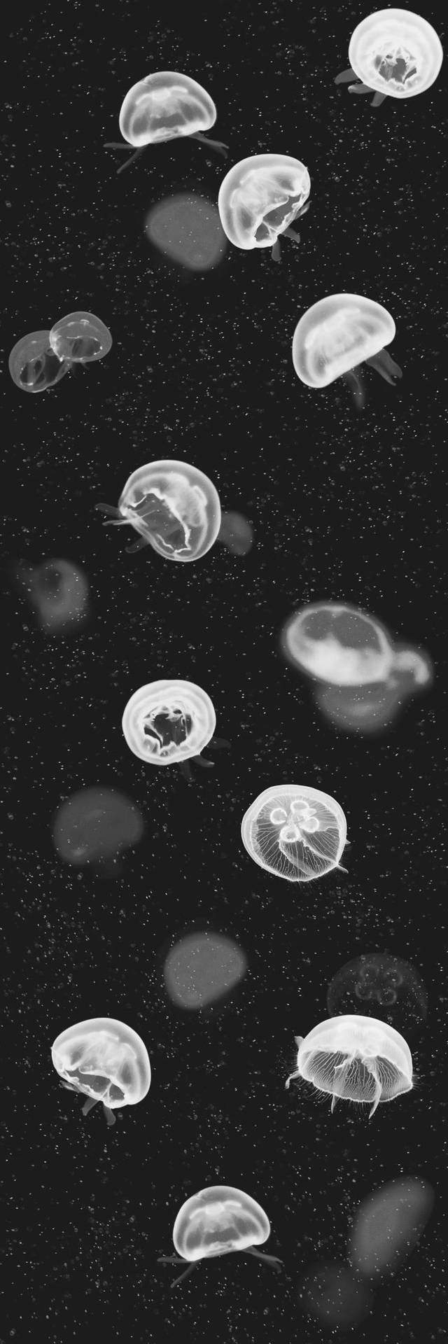 Cool Black Aesthetic Jellyfish