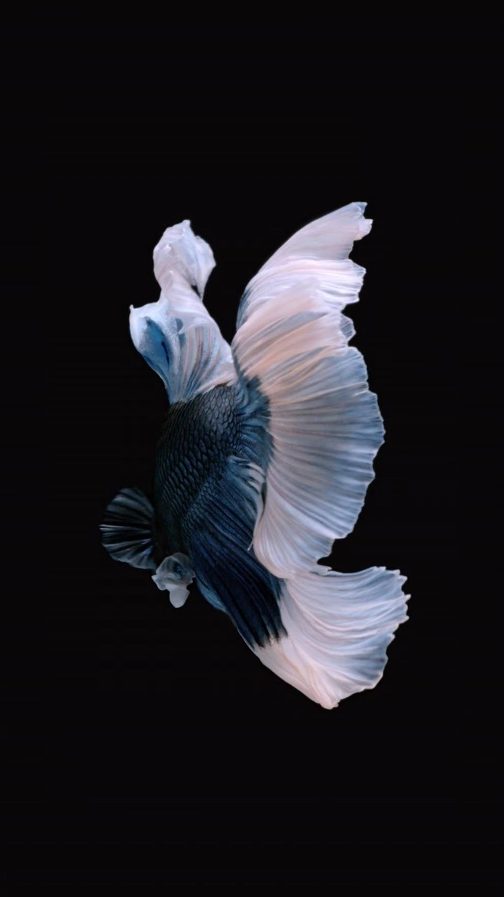 Cool Black And White Fish Live
