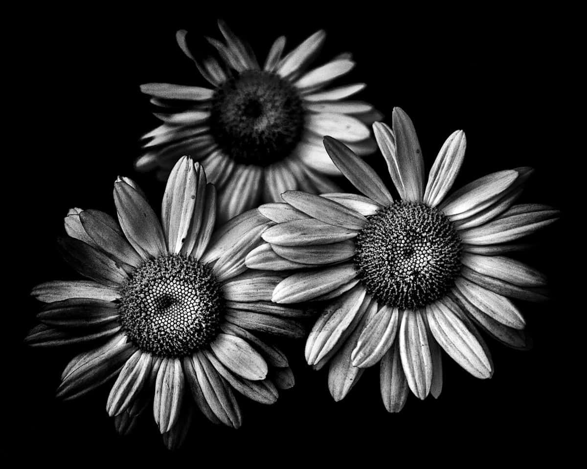 Cool Black And White Flowers Picture