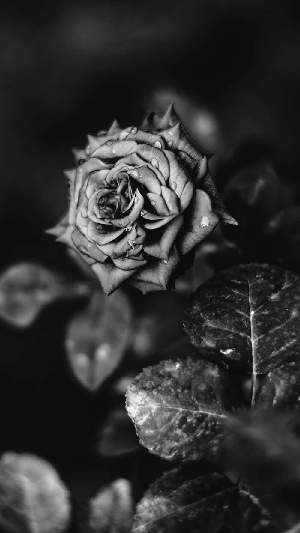 Cool Black And White Rose Picture