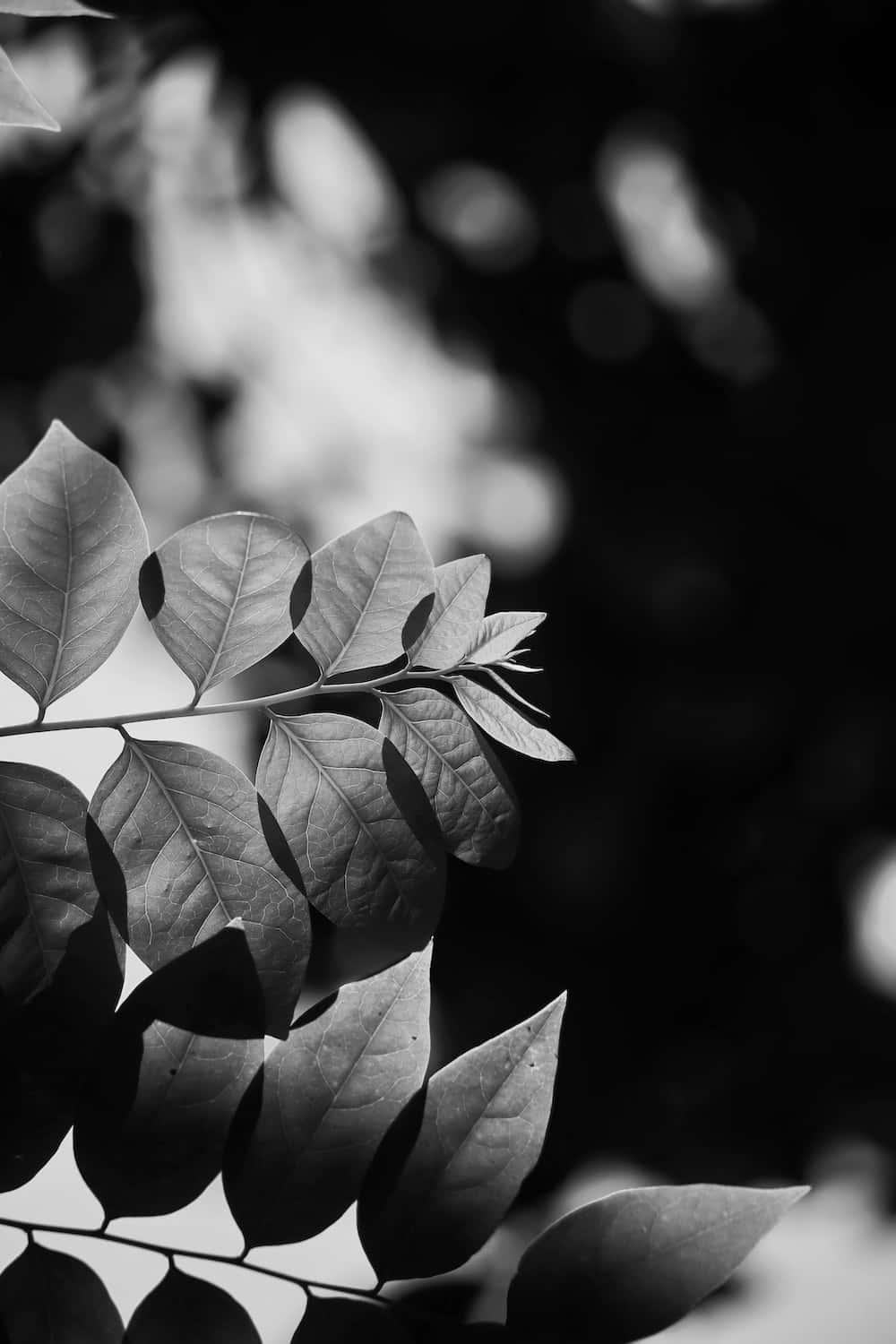 Cool Black And White Leaves Picture