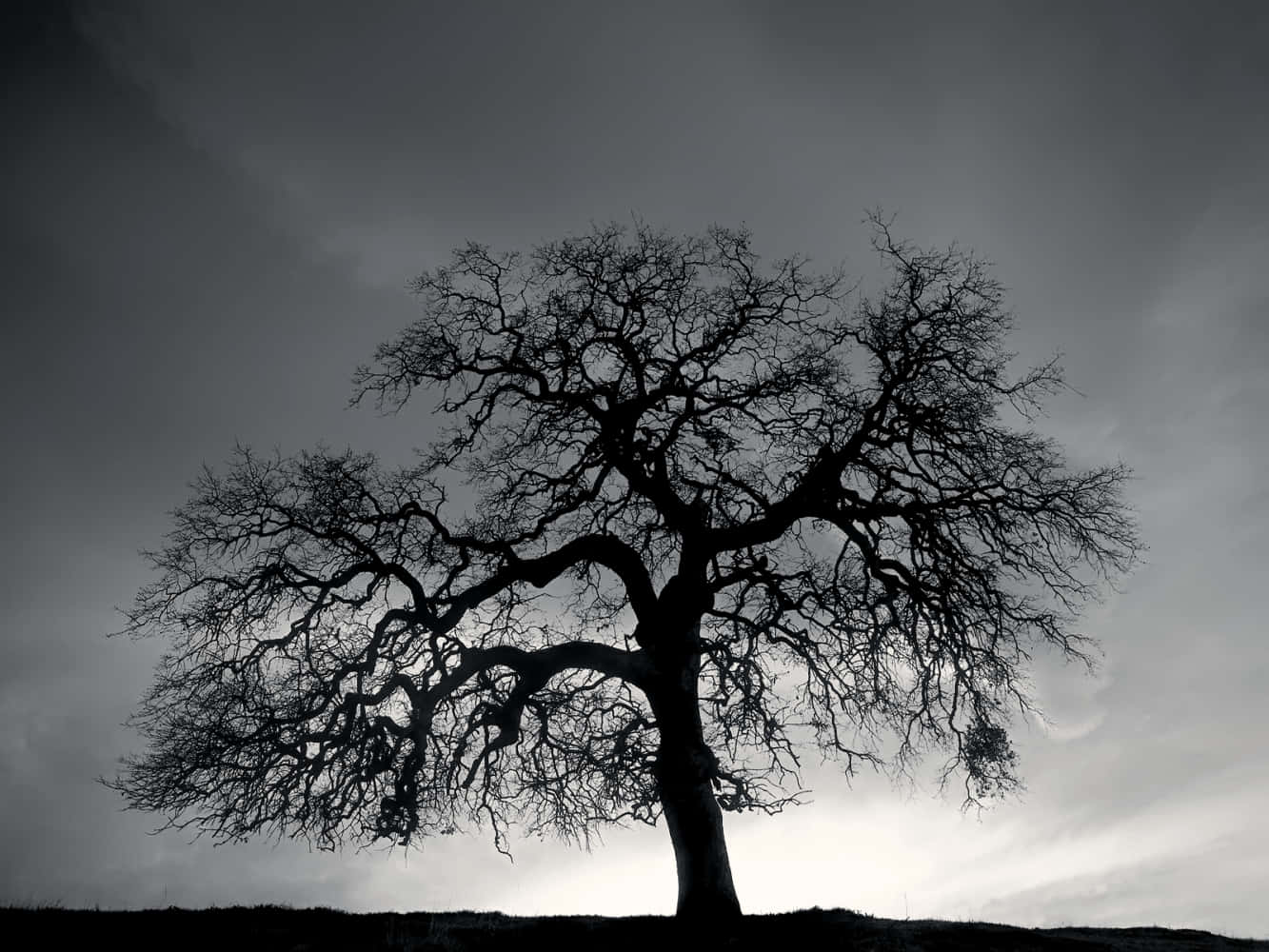 Cool Black And White Creepy Tree Picture