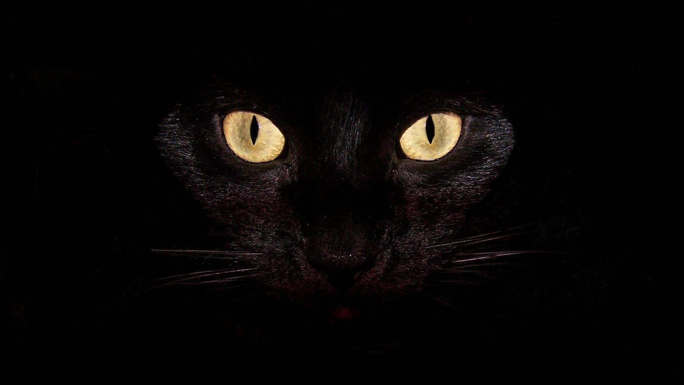 Cool Black Cat Wallpaper