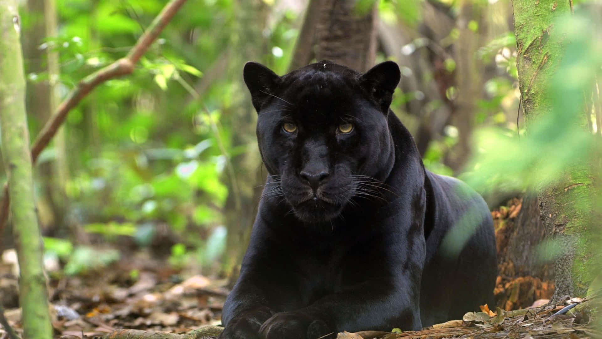 A Black Panther Is Sitting In The Forest Wallpaper
