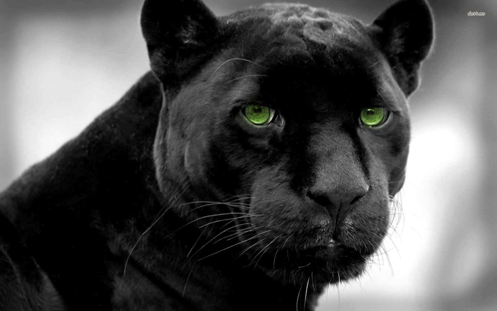 A Majestic Cool Black Panther Animal In the Wild Wallpaper