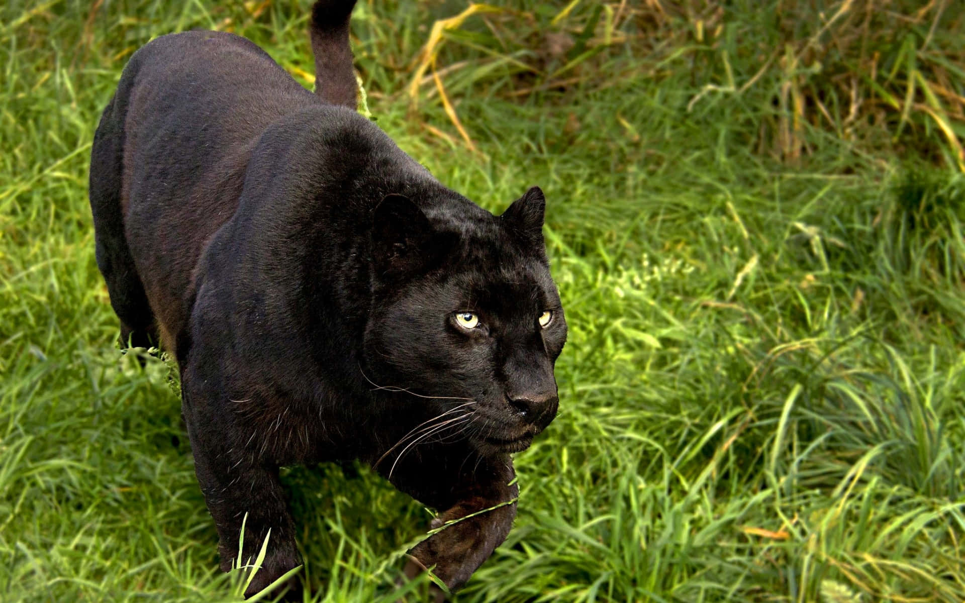 A majestic black panther stands upon a rock in its natural habitat. Wallpaper