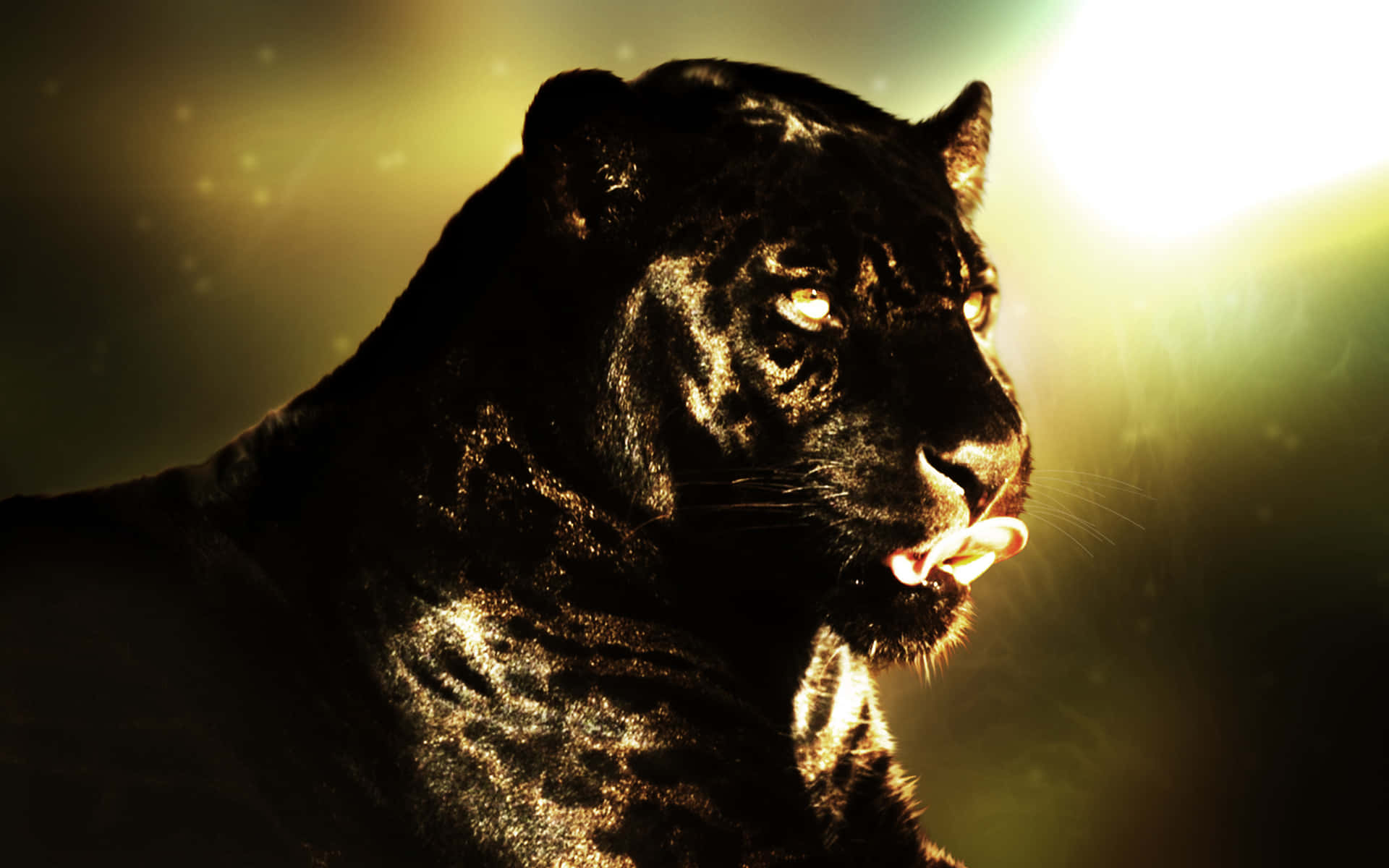An Unbelievable Sight - A Cool Black Panther Animal Wallpaper