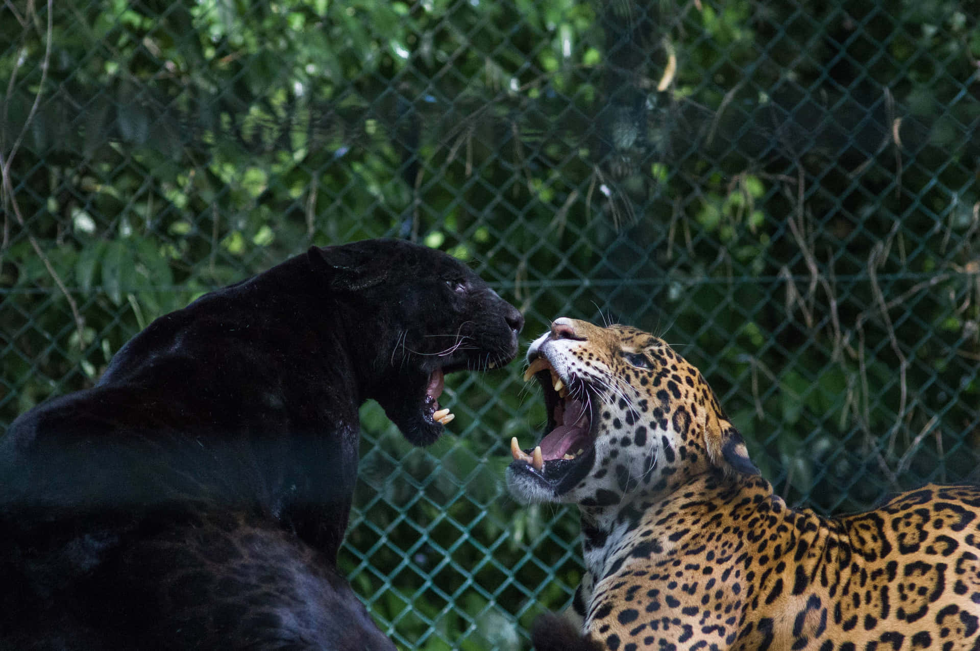 Two Black Jaguars Fighting Wallpaper