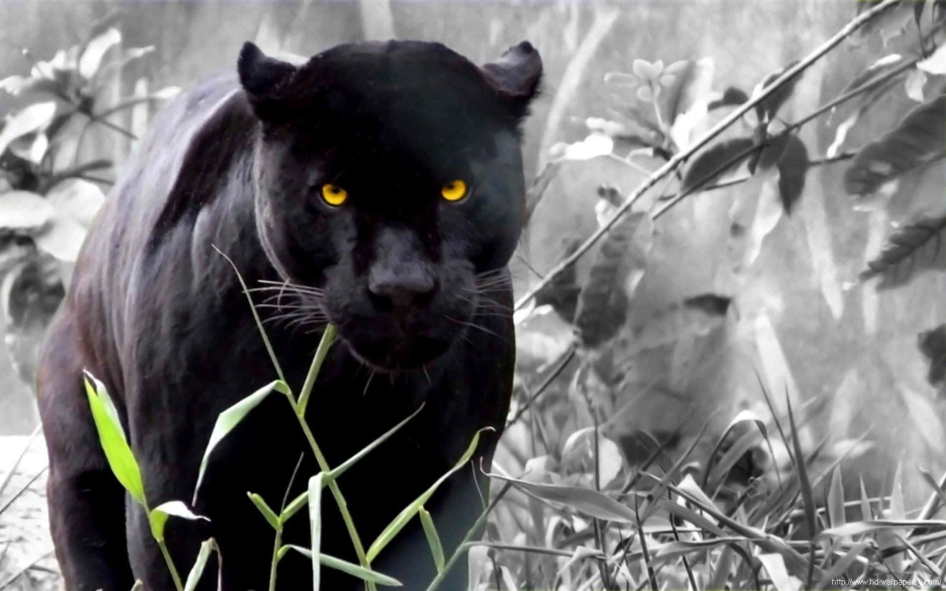 Black Panther HD Wallpaper Download