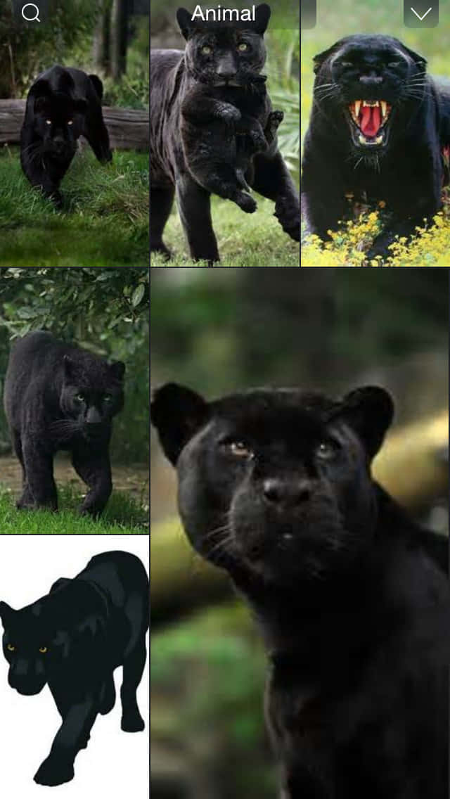 Download Cool Black Panther Animal Wallpaper 