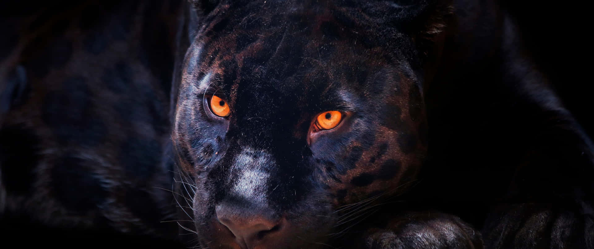 Experience the Majestic Presence of the Cool Black Panther Animal Wallpaper