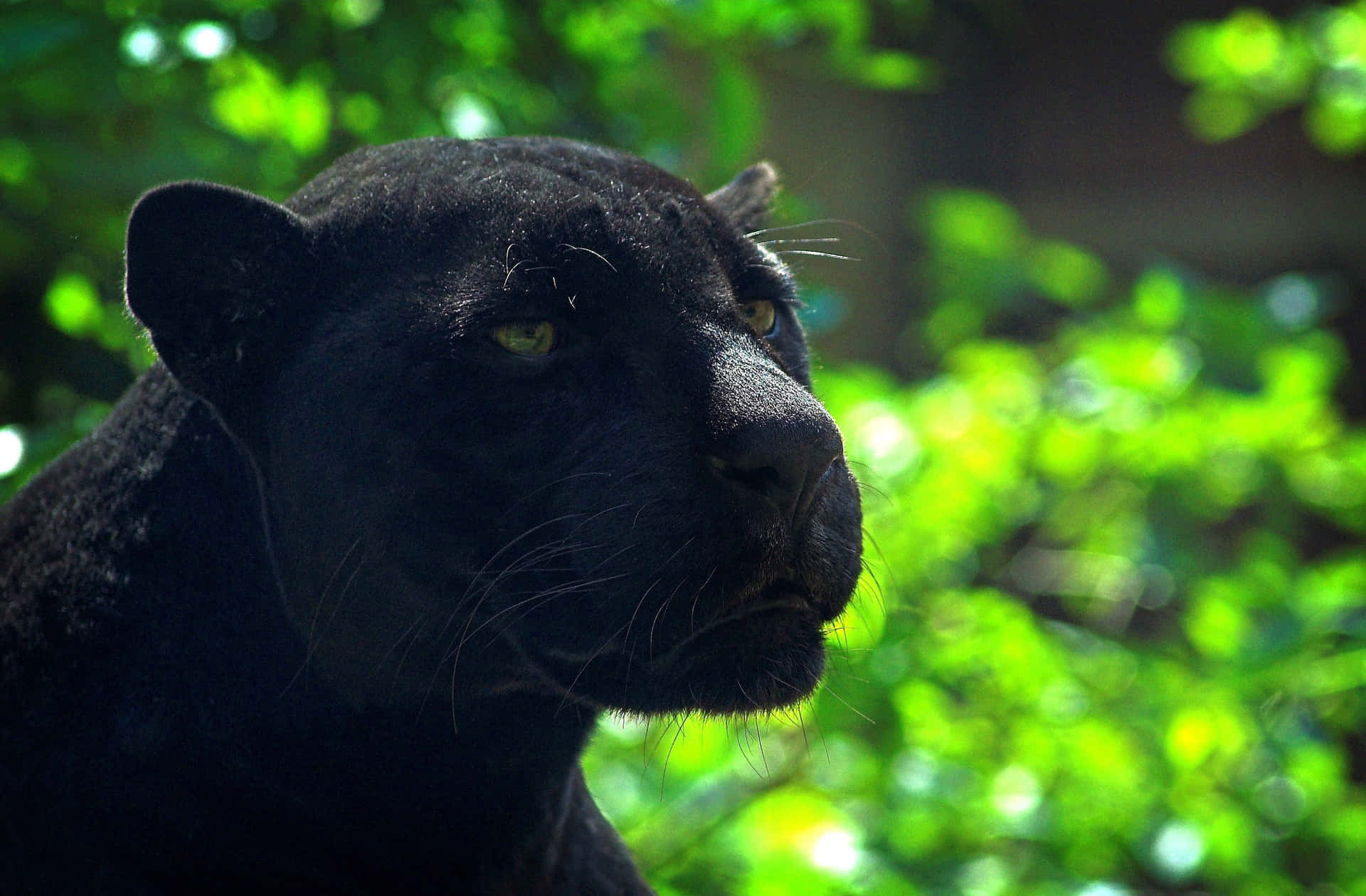 Don't mess with this majestic black panther! Wallpaper