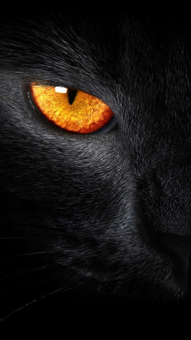 Close up of a majestic Black Panther in mid-prowl Wallpaper