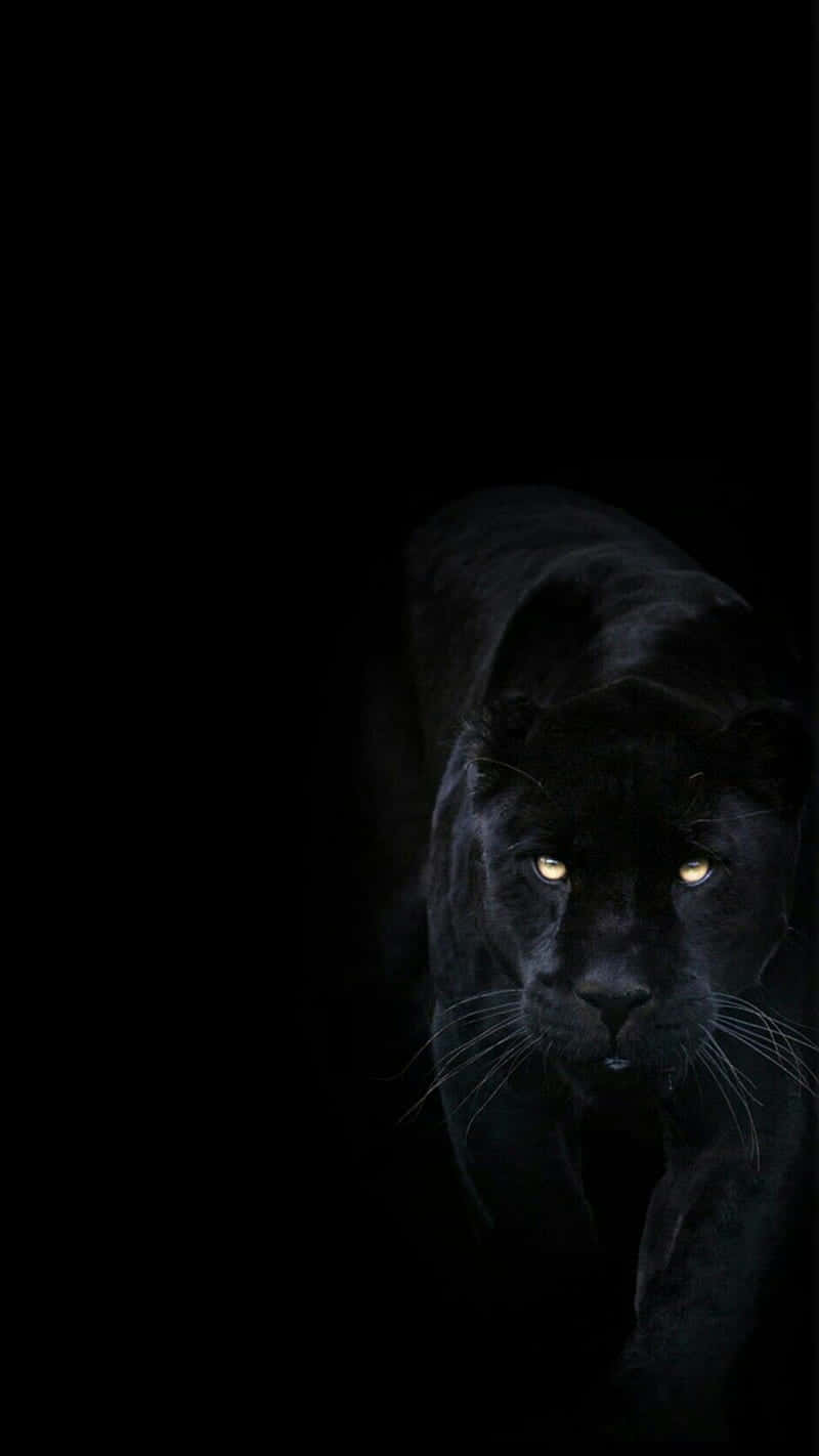 Stare into the intensity of a Cool Black Panther Animal Wallpaper