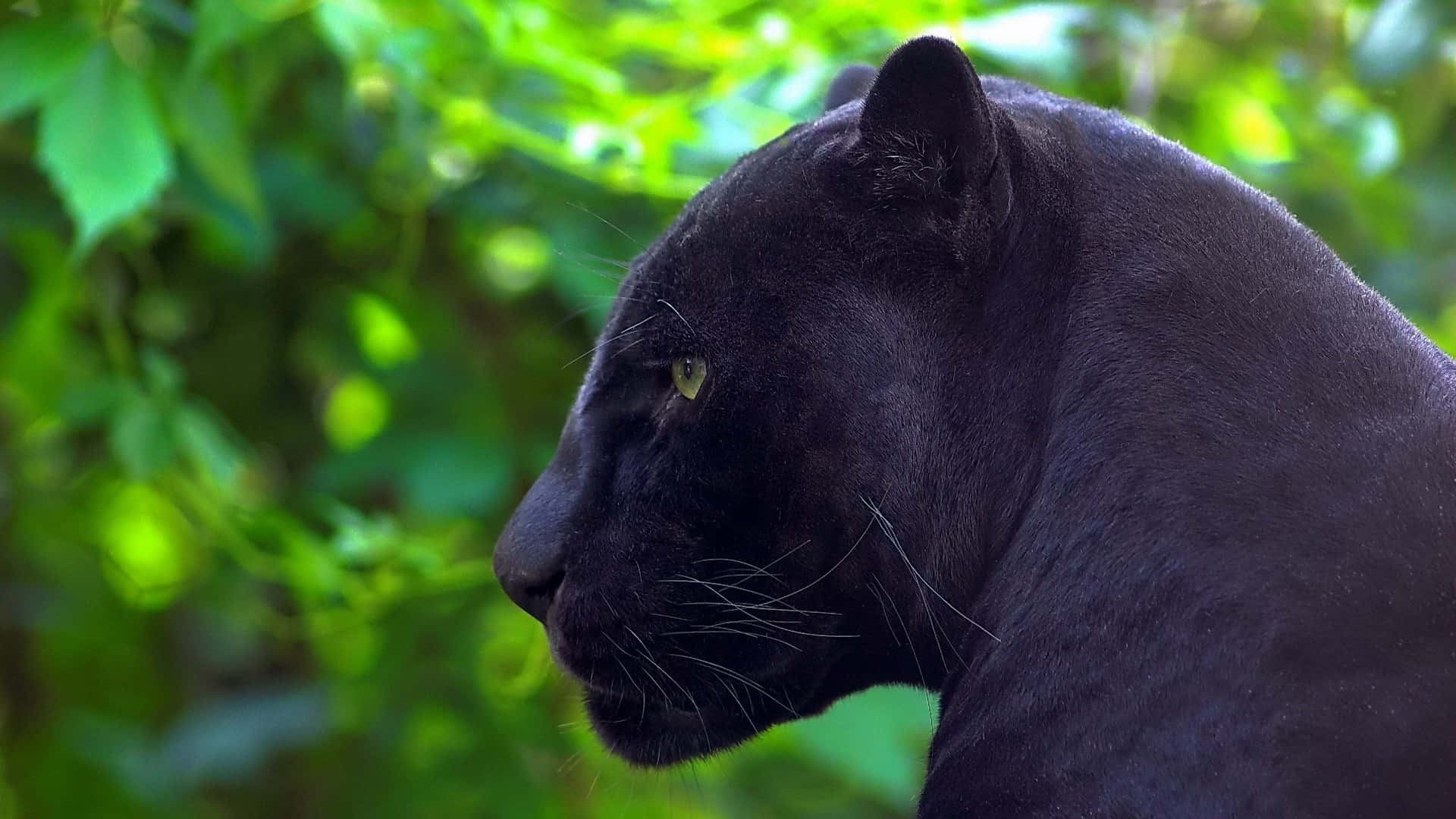 Download Cool Black Panther Animal Wallpaper 