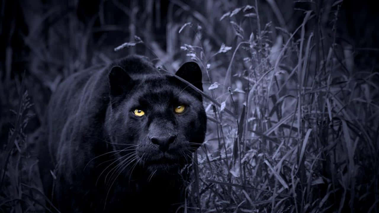 _Picture _ Majestic Black Panther Animal in Its Natural Habitat Wallpaper