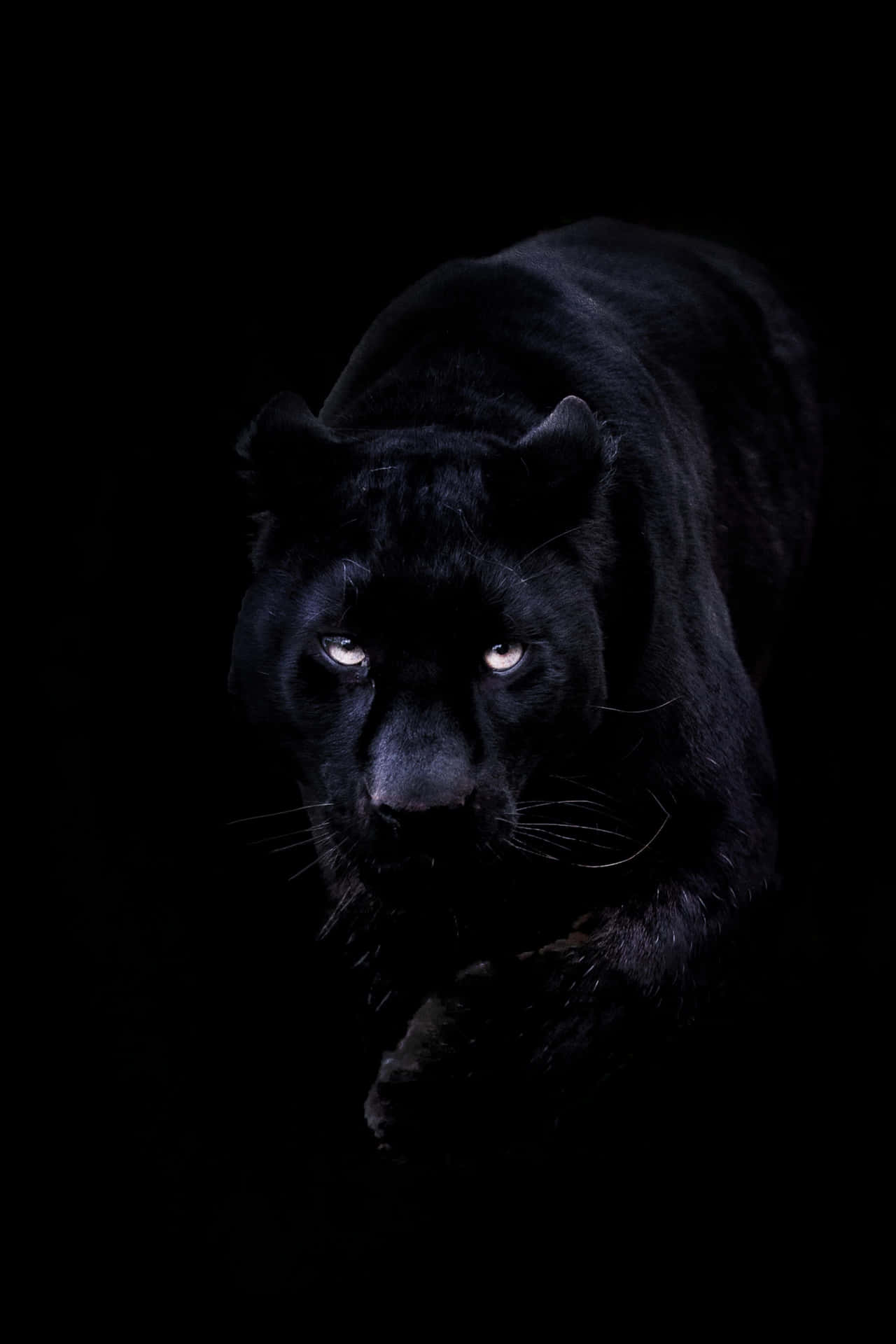 Say Hi to this Majestic Cool Black Panther Animal Wallpaper