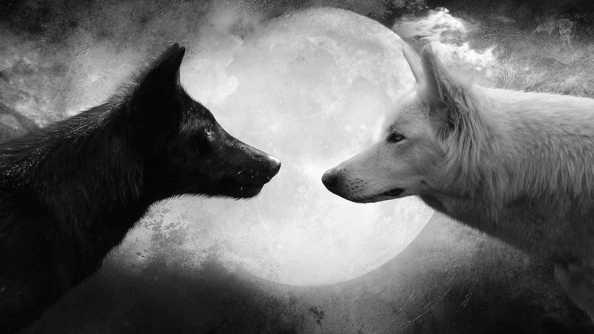 Sjov sort ulv og hvid ulv fuldmåne scene tapet Wallpaper