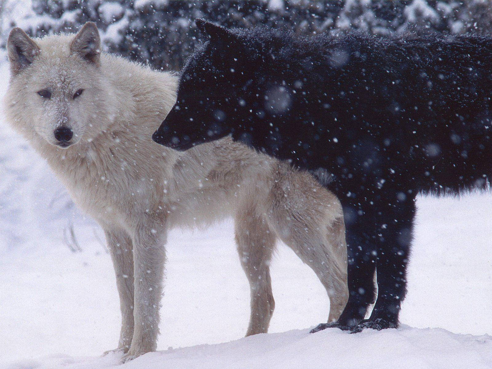 Sjove sorte ulve og hvide ulve på snefyldte bjerg. Wallpaper