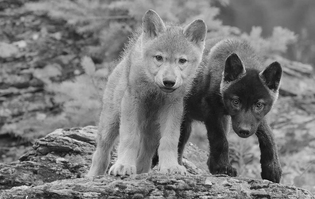 Cool Black Wolf And White Wolf Pups Wallpaper