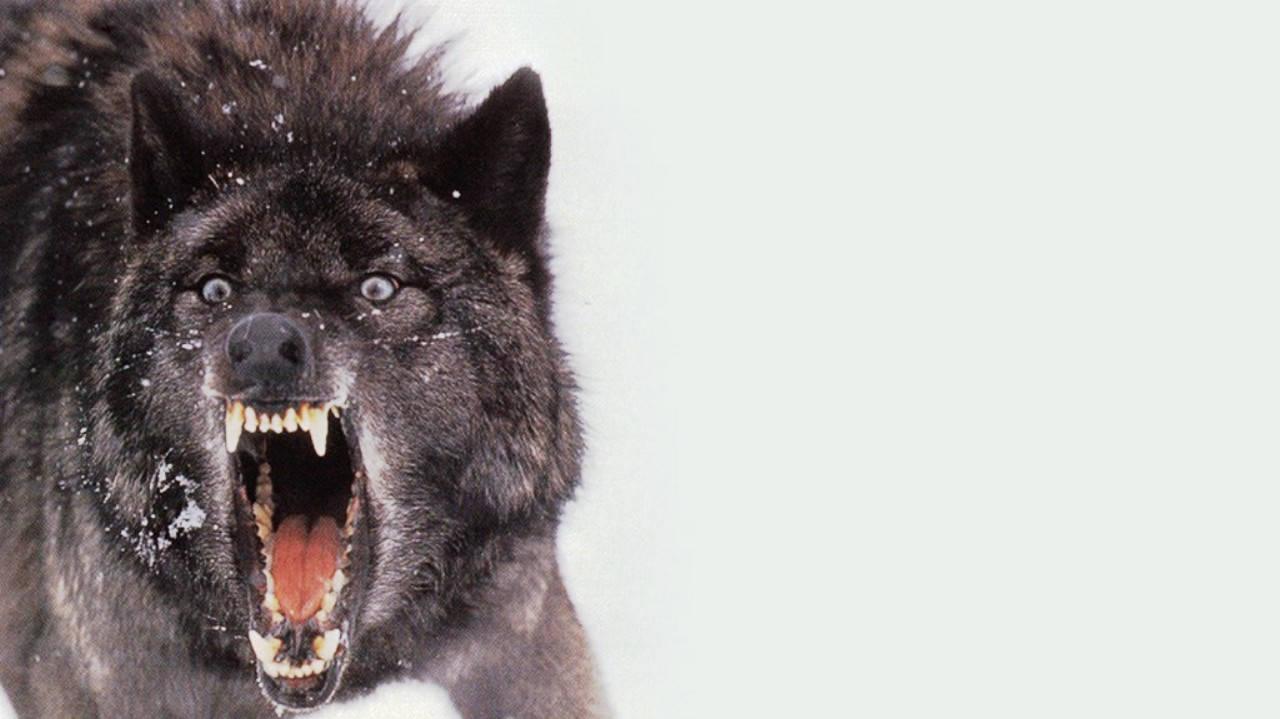 Cool Black Wolf Barking Wallpaper