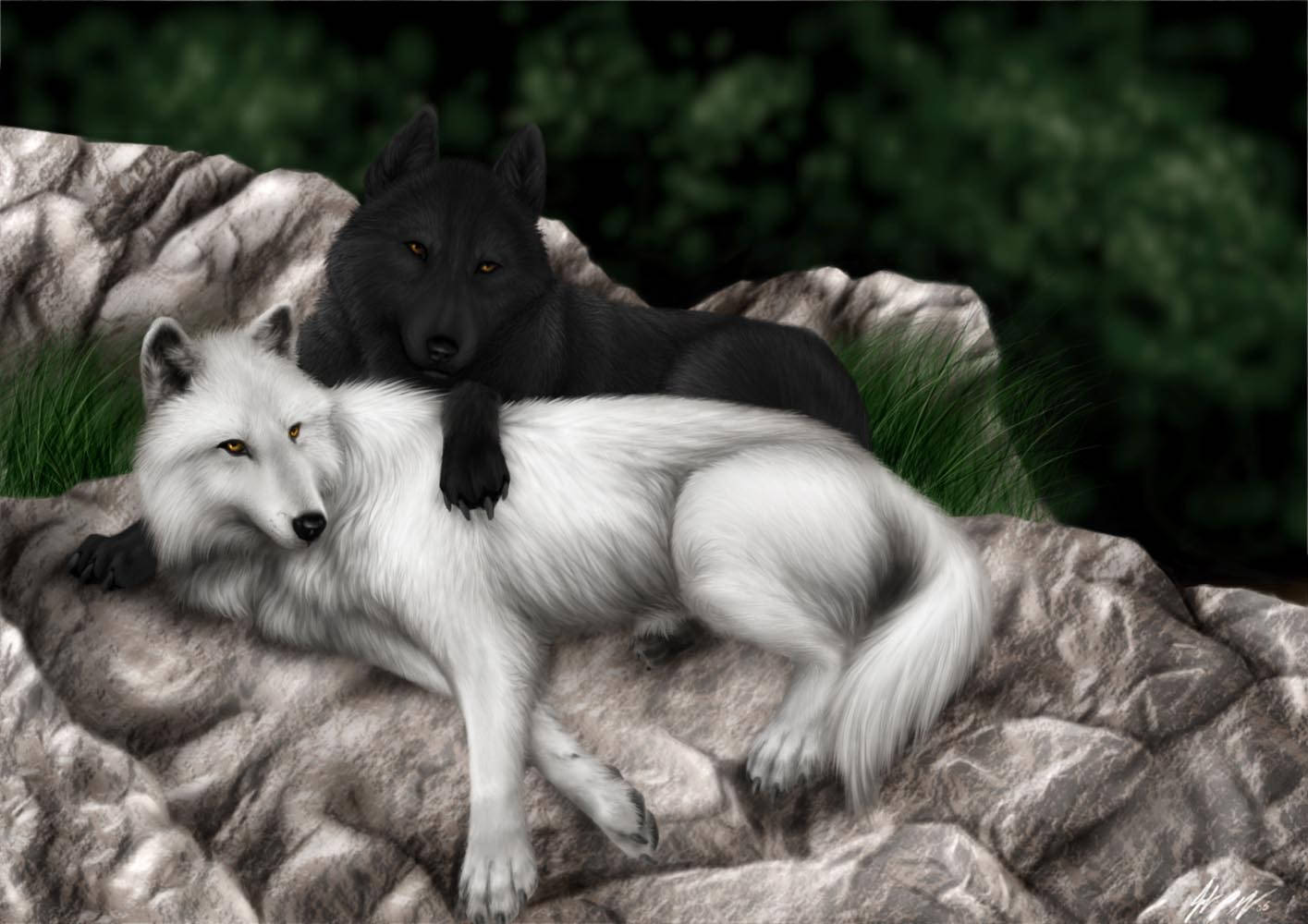 Cool Black Wolf Cuddling White Wolf Wallpaper