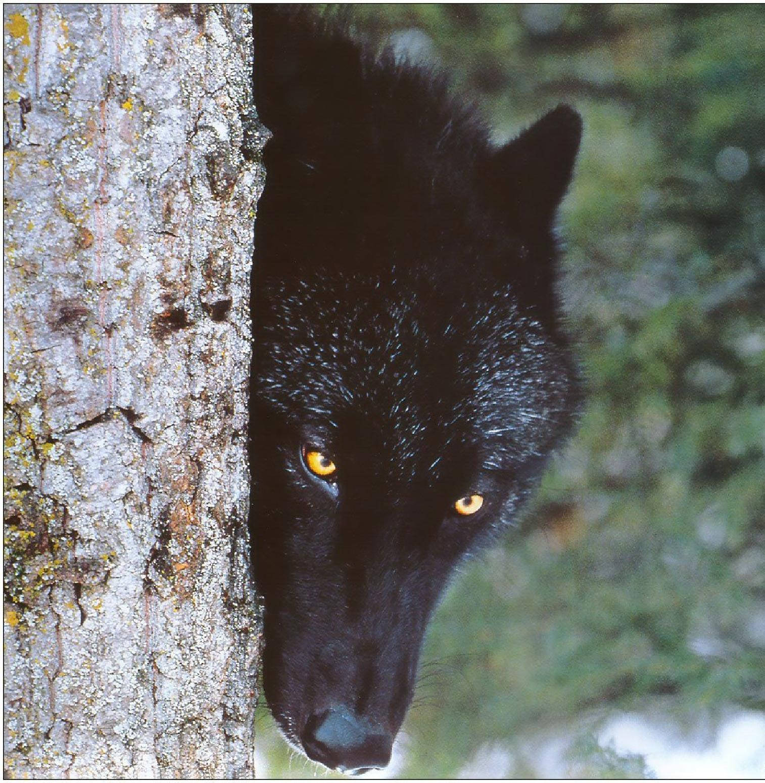 Cool Black Wolf Hiding Behind Tree Wallpaper