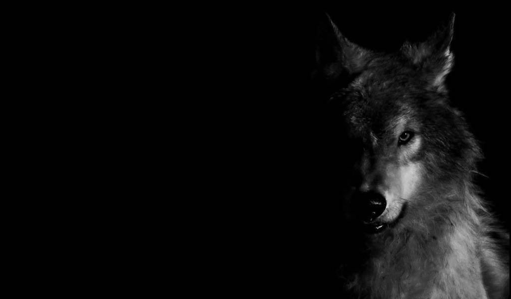 Cool Black Wolf In Darkness Wallpaper