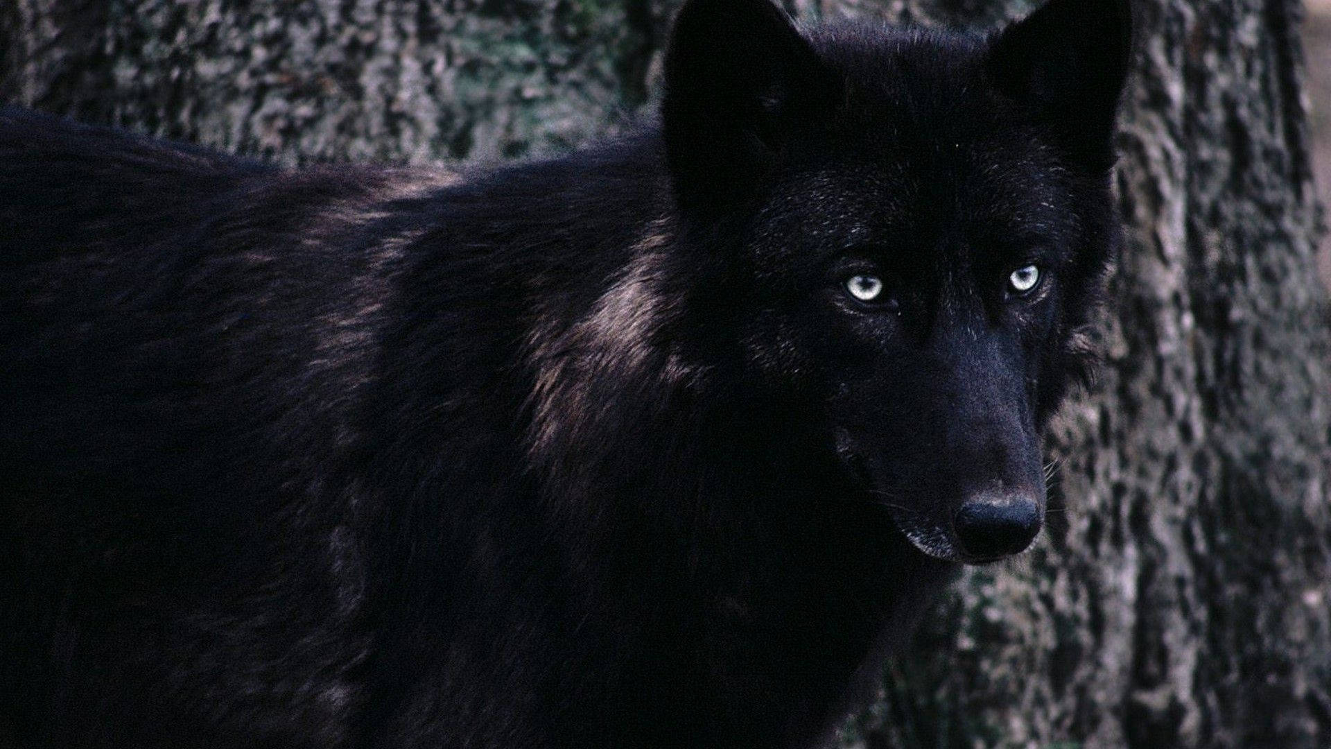 Cool Black Wolf In Front Of Tree Wallpaper