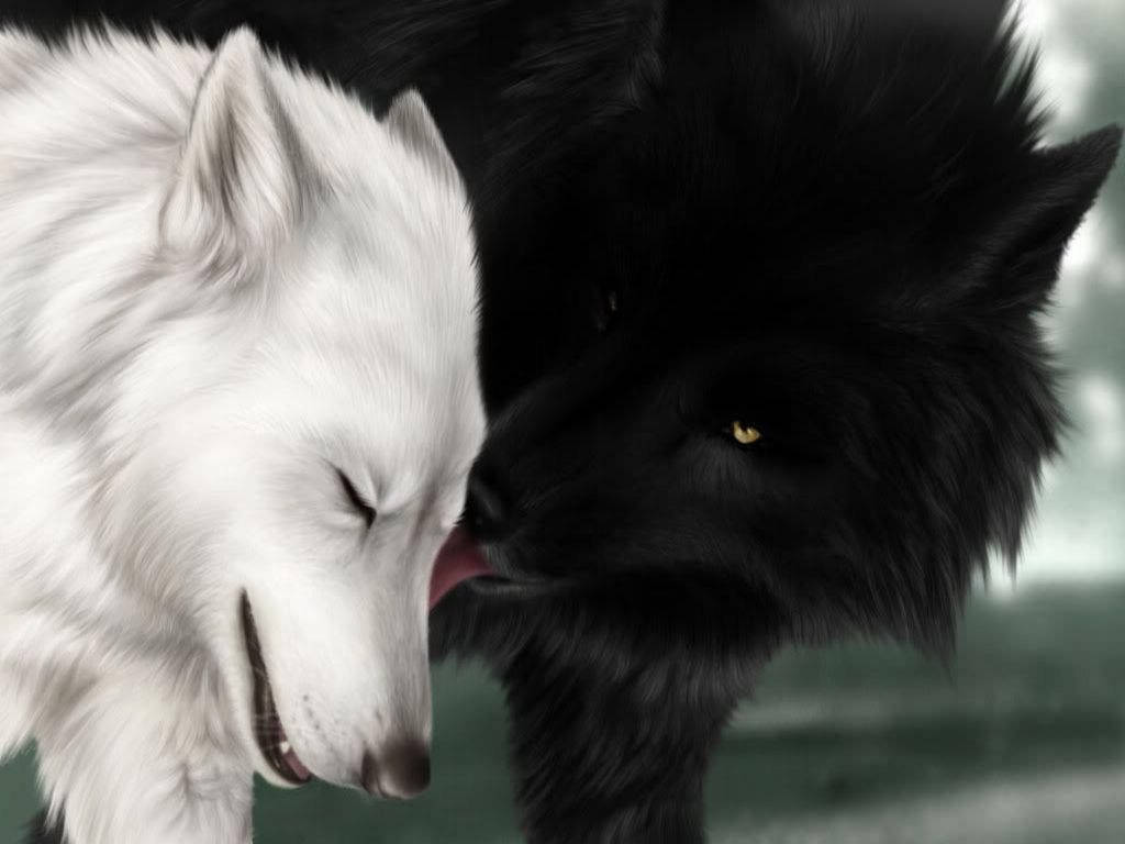 Cool Black Wolf Licking White Wolf Wallpaper