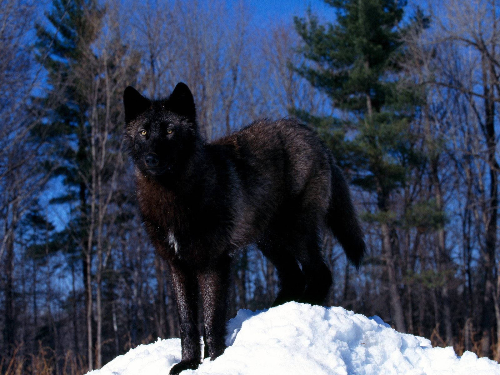 Cool Black Wolf On Mound Of Snow Wallpaper